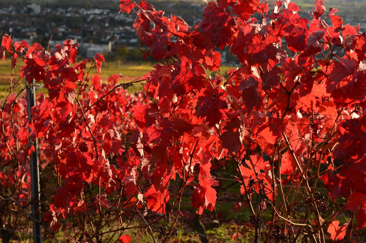Weinblätter rot